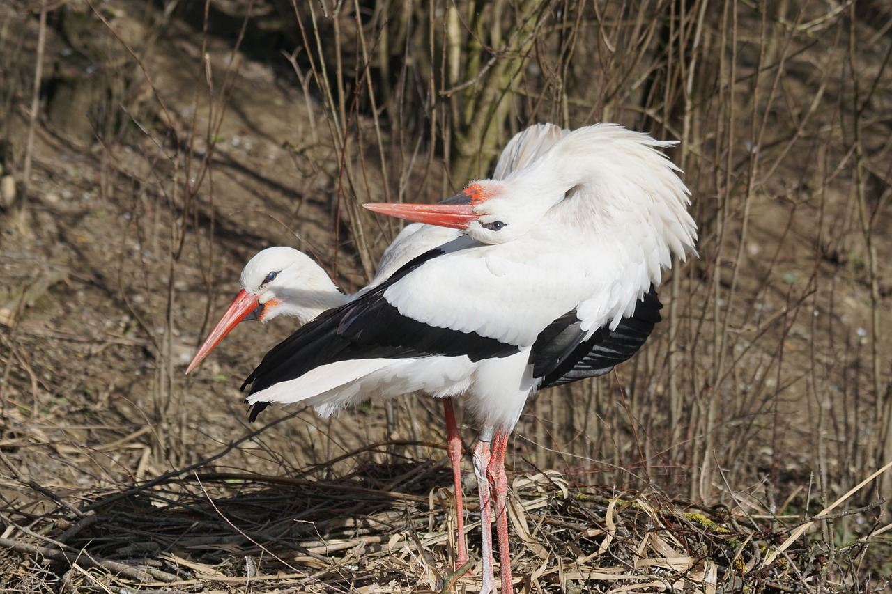 Gandras, Baltas Gandras, Griuvės Gandras, Paukštis, Adebar, Gandrai, Paukščiai, Ciconia Ciconia, Sveiki, Paukščio Pora