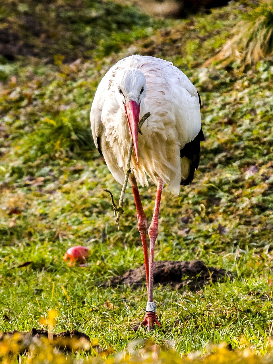 Gandras, Baltas Gandras, Paukštis, Gamta, Gyvūnas, Nemokamos Nuotraukos,  Nemokama Licenzija