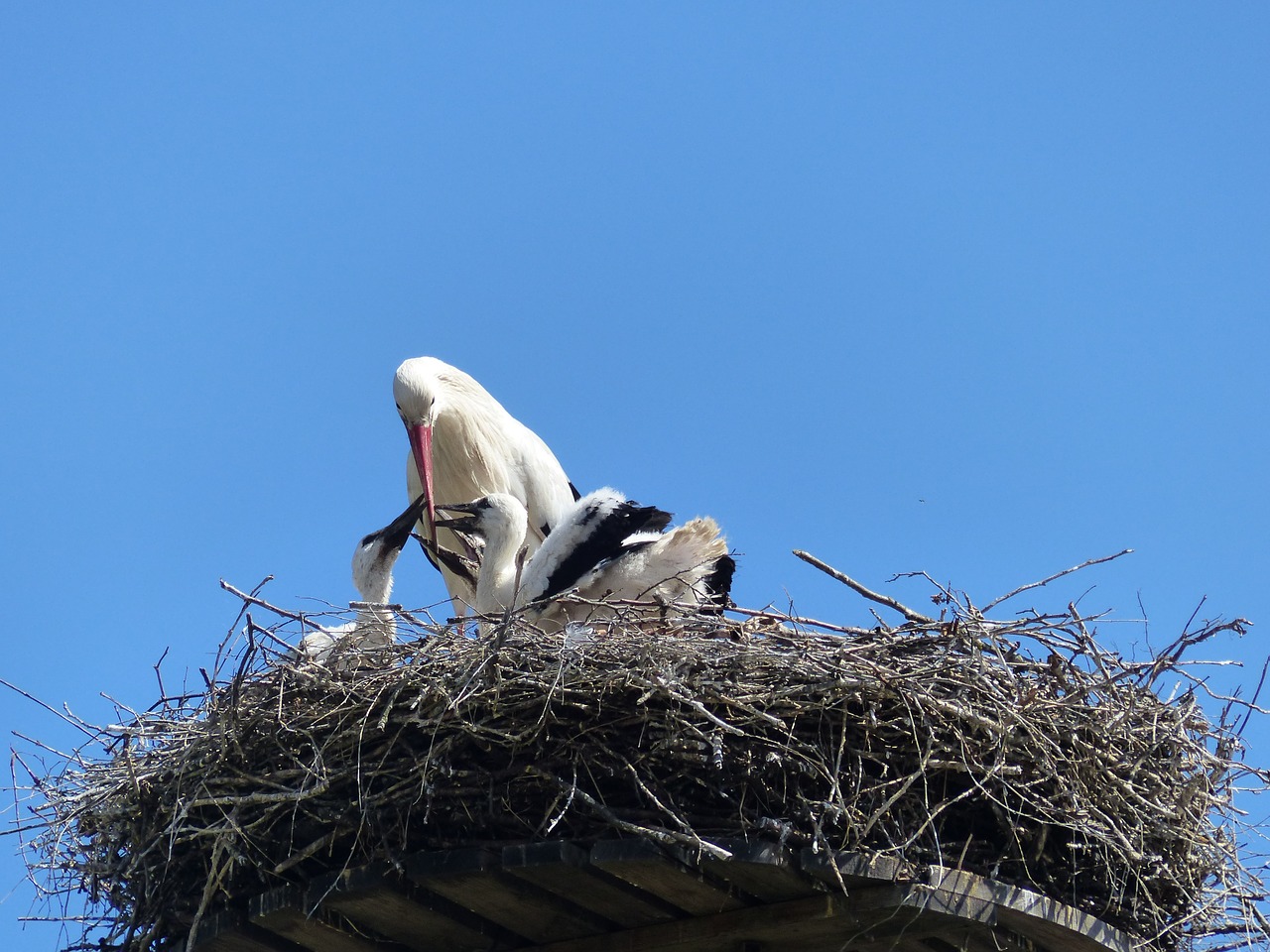 Gandras, Lizdas, Gandra Pora, Sąskaitą, Storchennest, Griuvės Gandras, Paukštis, Dangus, Maitinti, Nemokamos Nuotraukos