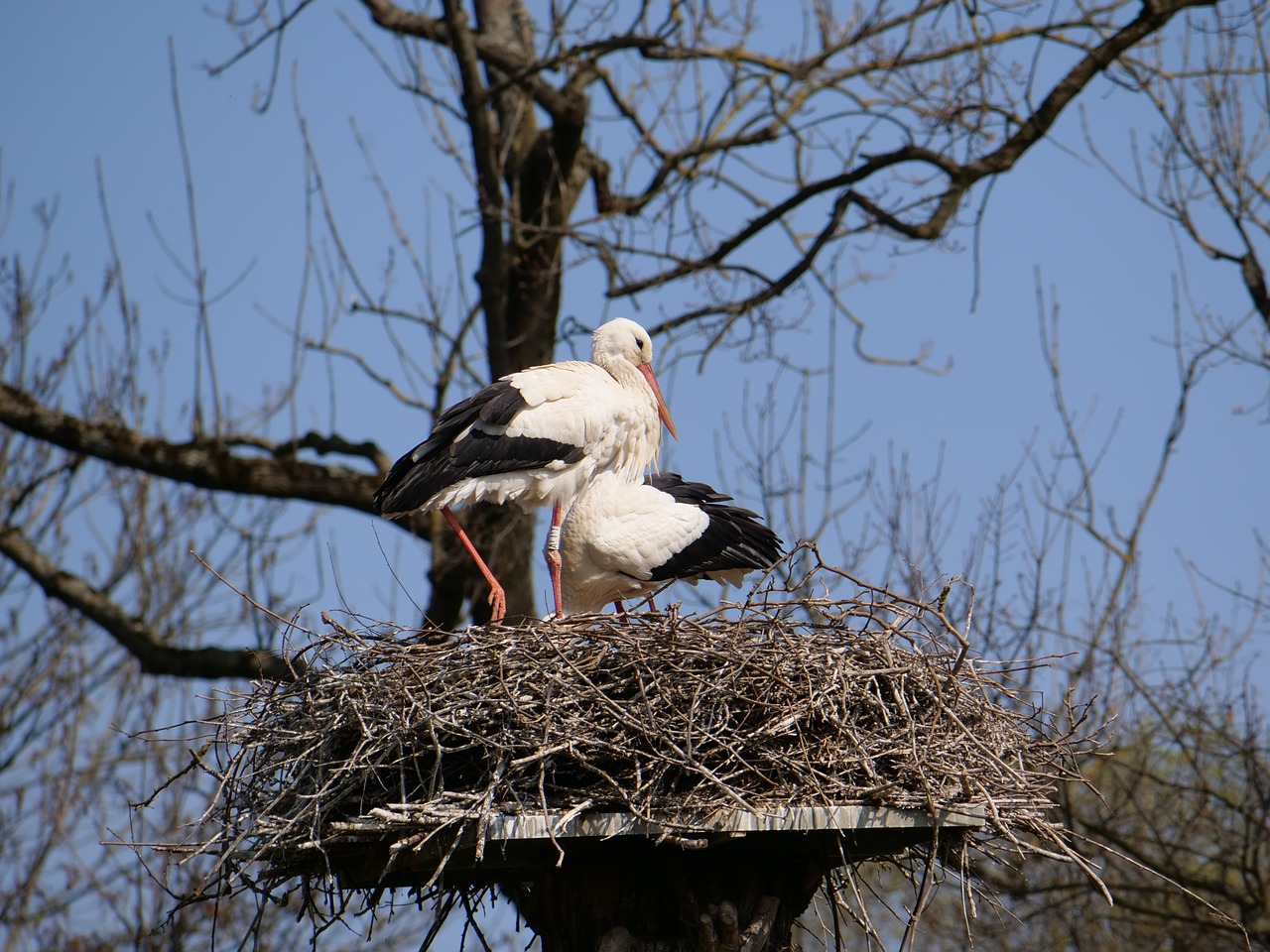 Gandras,  Lizdą,  Pora,  Jauna,  Paukštis,  Pobūdį,  Gyvūnijos Pasaulyje,  Sparnas,  Rattle Gandras,  Balta Gandras