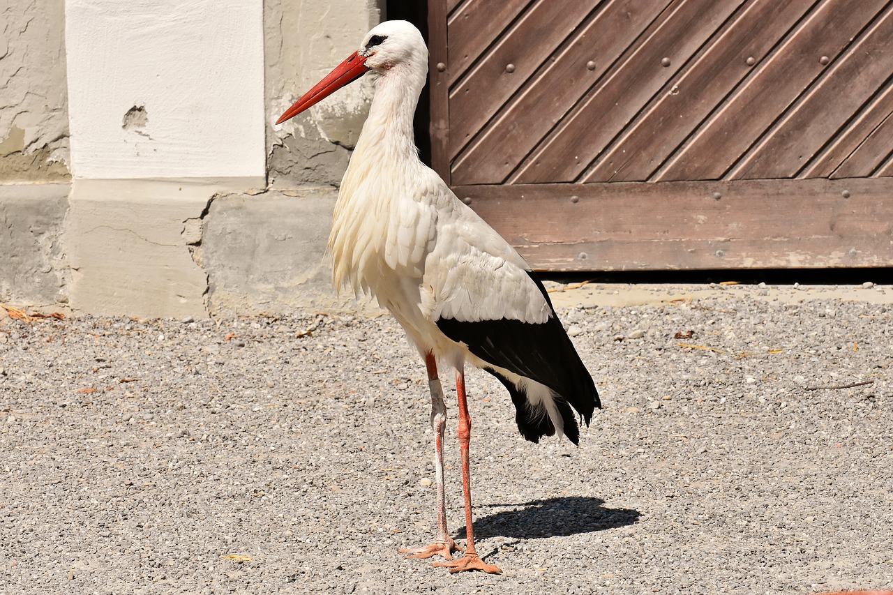 Gandras,  Sparnas,  Paukščiai,  Plunksnos,  Pobūdį,  Gyvūnai,  Rattle Gandras,  Plunksna,  Elegantiškas,  Gandrai