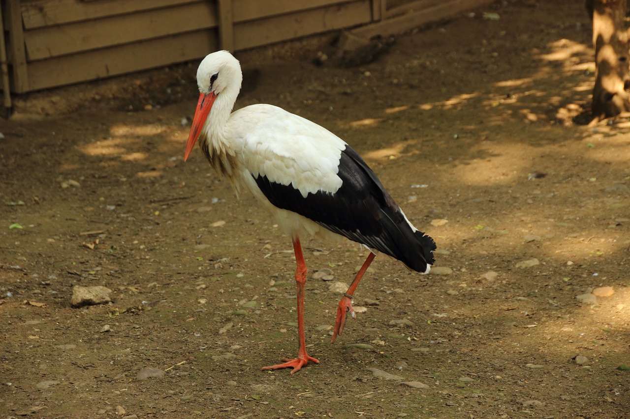 Gandras, Griuvės Gandras, Paukštis, Gyvūnas, Baltas Gandras, Ciconia Ciconia, Nemokamos Nuotraukos,  Nemokama Licenzija