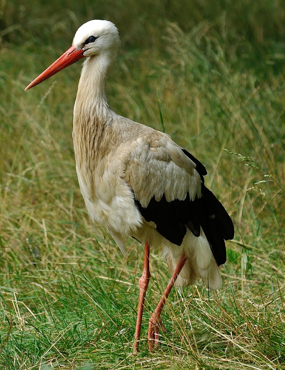 Gandras, Afrikos, Paukštis, Gyvūnas, Laukinė Gamta, Gamta, Laukiniai, Fauna, Natūralus, Dykuma