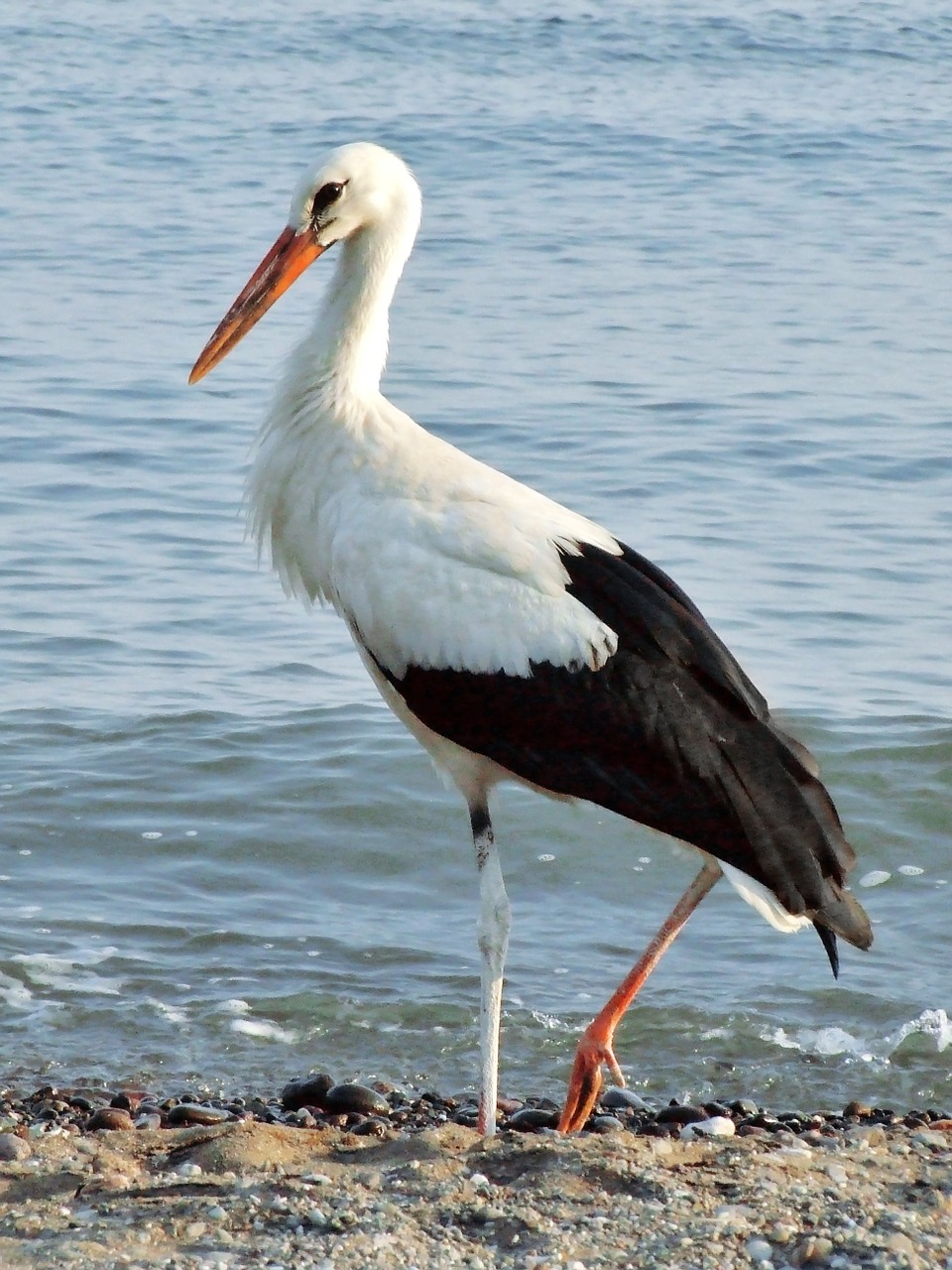 Gandras, Papludimys, Jūra, Balta, Paukštis, Ciconiidae, Ciconia Ciconia, Krantas, Stovintis, Nemokamos Nuotraukos