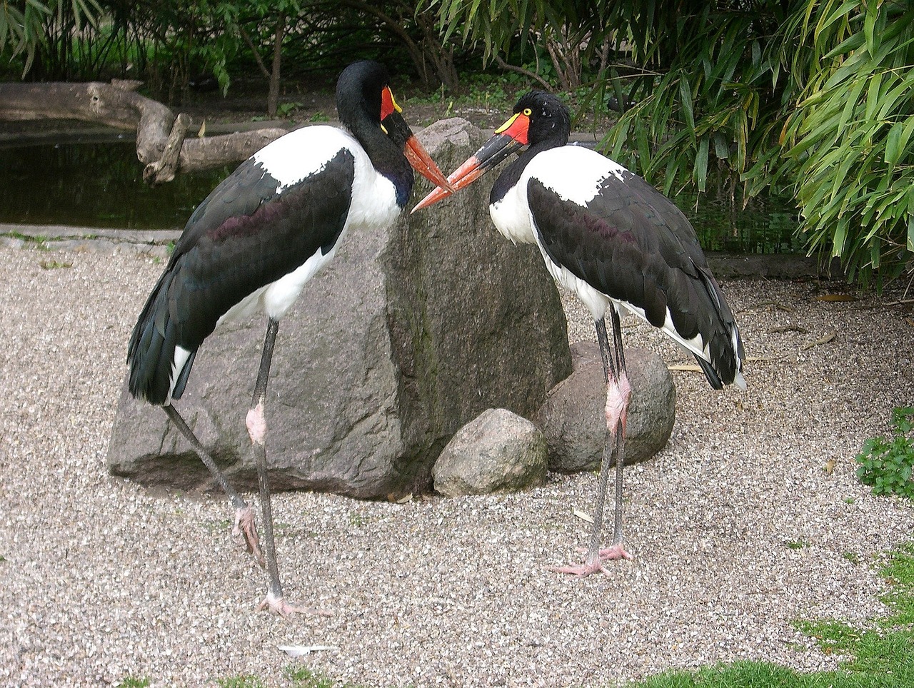 Gandras, Gandra Tipo, Balno Gandras, Paukštis, Gandrai, Paukščiai, Ephippiorhynchus Senegalensis, Gyvūnai, Nemokamos Nuotraukos,  Nemokama Licenzija