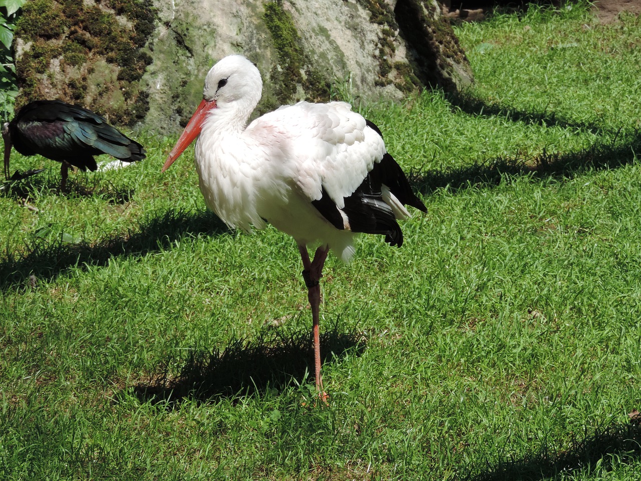 Gandras,  Juodas Gandras,  Paukštis,  Zoologijos Sode, Nemokamos Nuotraukos,  Nemokama Licenzija