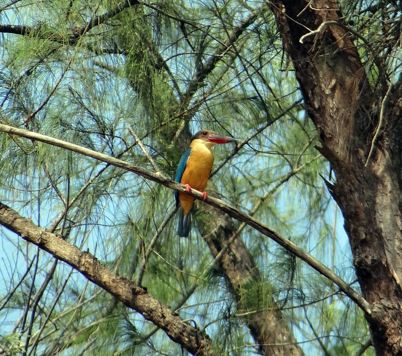 Gandras, Užrašytas Karalius, Casuarina Medis, Perching, Estuarija, Mangroviai, Karwar, Indija, Nemokamos Nuotraukos,  Nemokama Licenzija