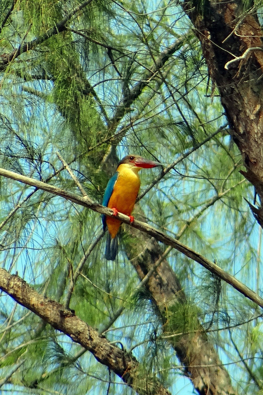 Gandras, Užrašytas Karalius, Casuarina Medis, Perching, Estuarija, Mangroviai, Karwar, Indija, Nemokamos Nuotraukos,  Nemokama Licenzija