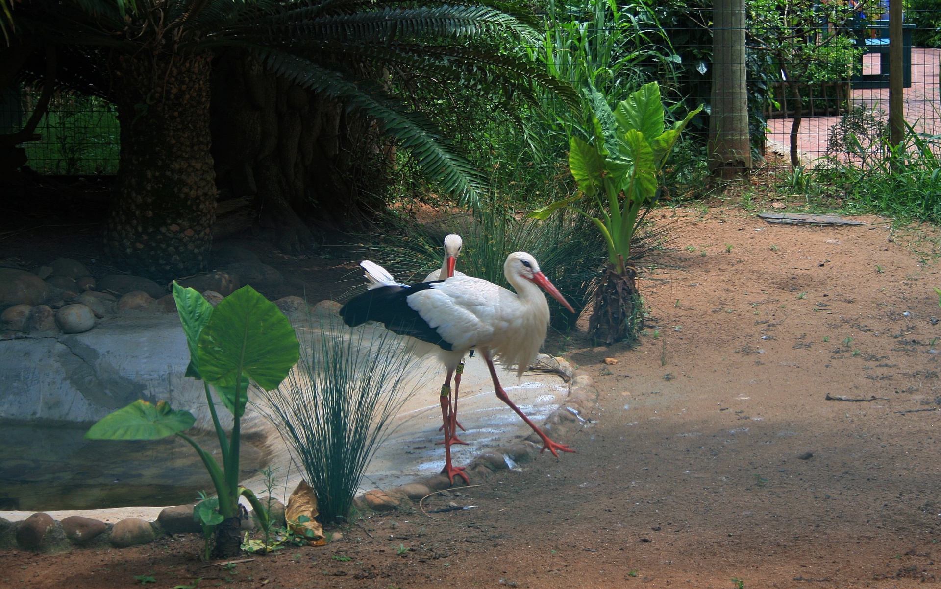 Paukštis,  Gandras,  Balta,  Juoda,  Narve,  Aviary,  Gandras Paukštis, Nemokamos Nuotraukos,  Nemokama Licenzija