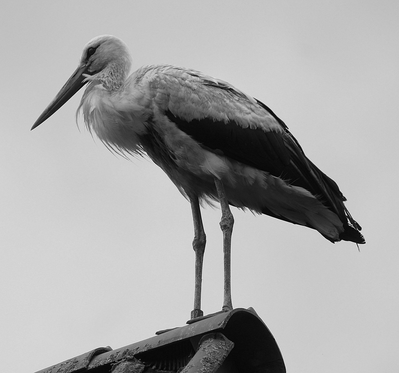 Gandrai, Baltas Gandras, Kalnų Husen, Gandralys, Ciconia Ciconia, Paukštis, Gyvūnai, Sąskaitą, Griuvės Gandras, Didelis Snapas