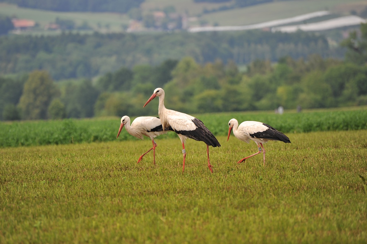 Gandrai, Paukštis, Gandras, Paukščiai, Gyvūnai, Griuvės Gandras, Gandra Pora, Gyvūninės Nuotraukos, Pieva, Gamta