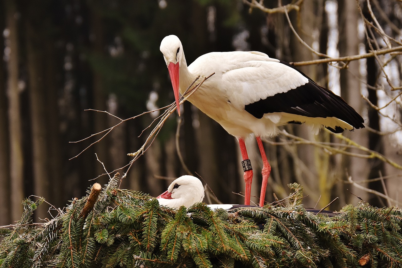 Gandrai, Lizdo Pastatas, Pora, Paukščiai, Lizdas, Statyti, Laukinių Parkų Girtavimas, Nemokamos Nuotraukos,  Nemokama Licenzija