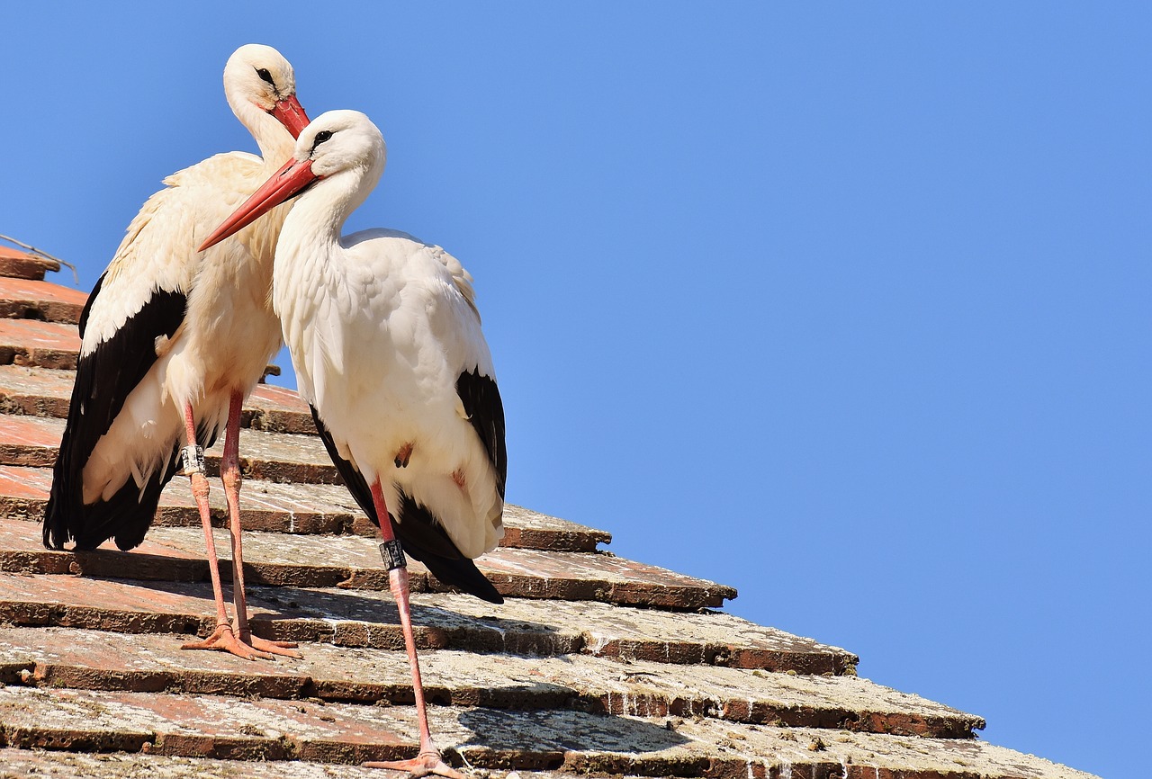 Gandrai, Pora, Paukščiai, Gandras, Skristi, Griuvės Gandras, Sąskaitą, Beždžionių Kalnų Salemas, Nemokamos Nuotraukos,  Nemokama Licenzija