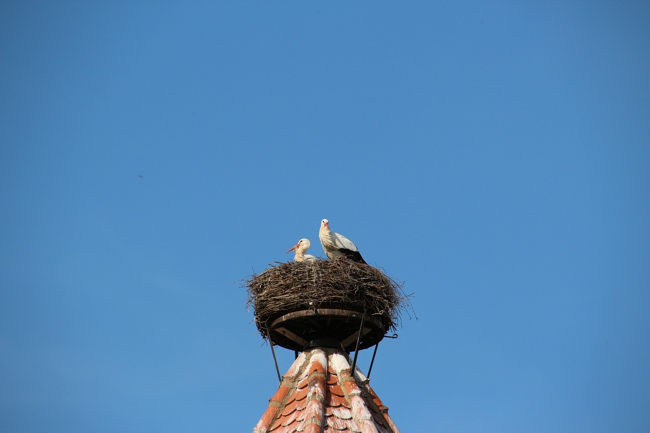 Gandrai, Lizdas, Paukštis, Storchennest, Griuvės Gandras, Gyvūnai, Griūtis, Dangus, Dangaus Mėlynumo, Spire