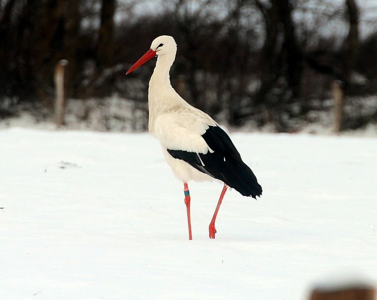 Gandrai, Baltas Gandras, Paukštis, Gyvūnai, Sąskaitą, Griuvės Gandras, Ciconia Ciconia, Gamta, Pasididžiavimas, Gyvūnų Portretas