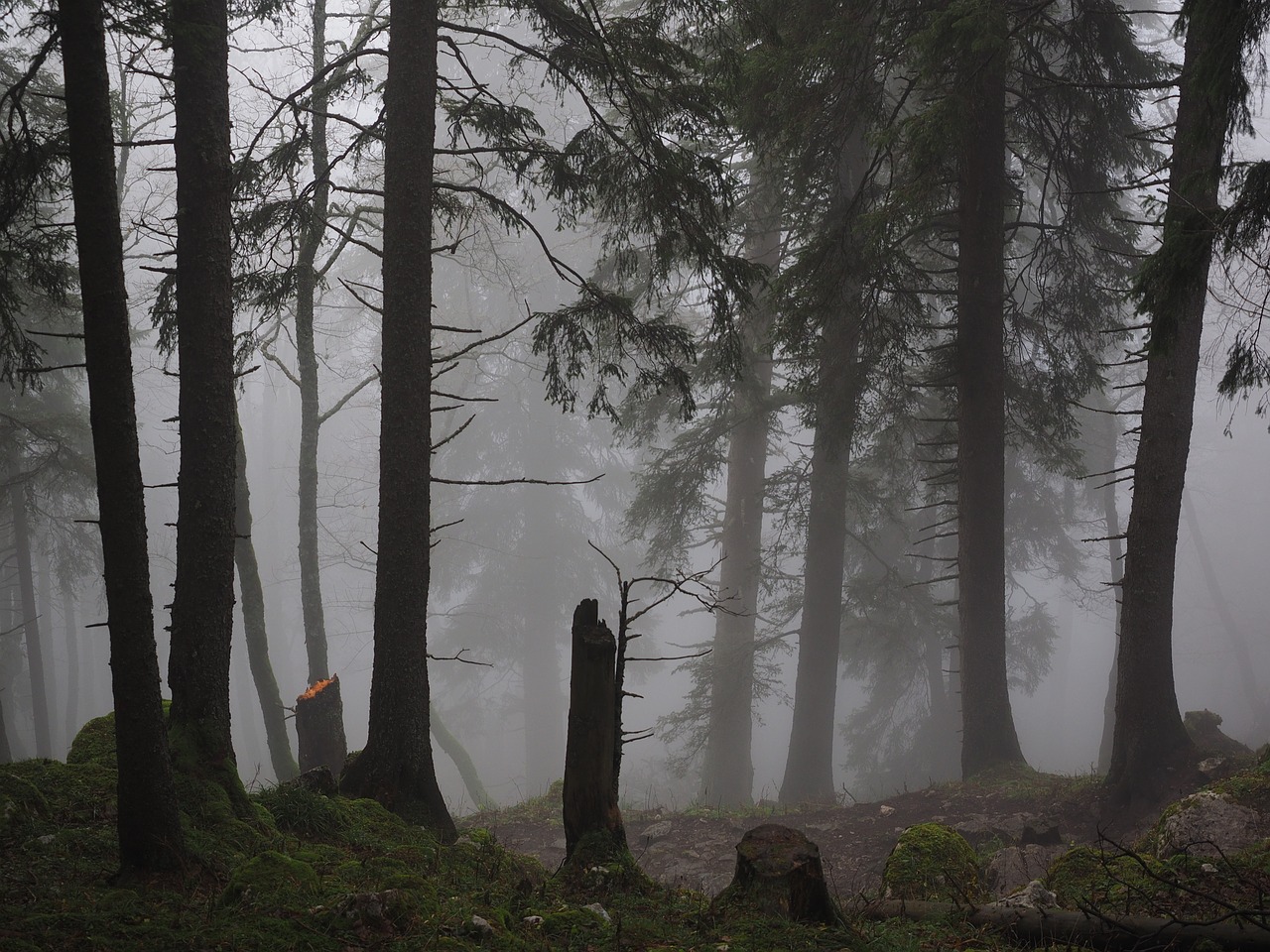 Audros Žalos, Eglės Miškas, Eglės, Rūkas, Miškas, Medžiai, Medžių Kamienus, Rūkas, Haunting, Mistinis