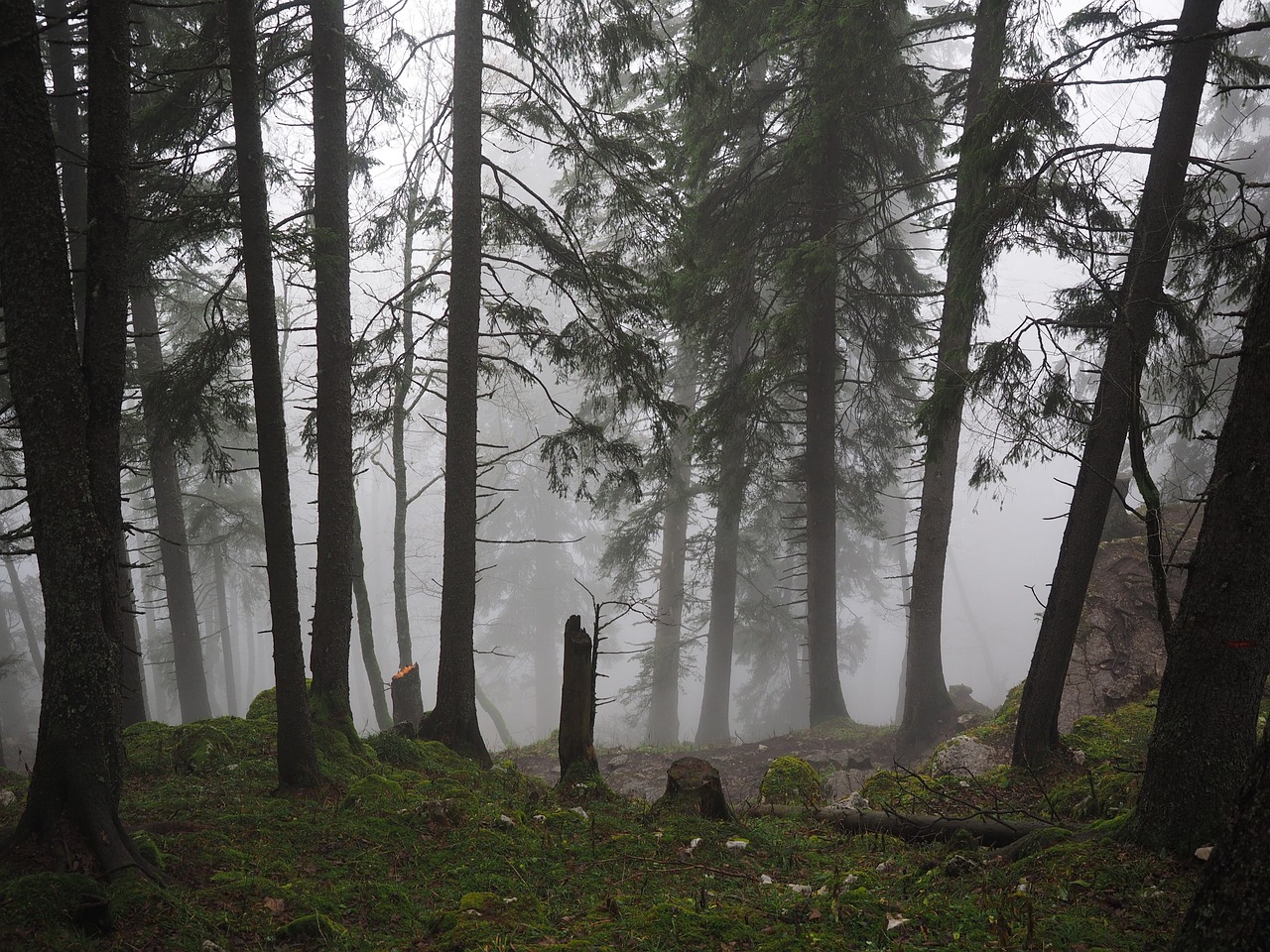 Audros Žalos, Eglės Miškas, Eglės, Rūkas, Miškas, Medžiai, Medžių Kamienus, Rūkas, Haunting, Mistinis