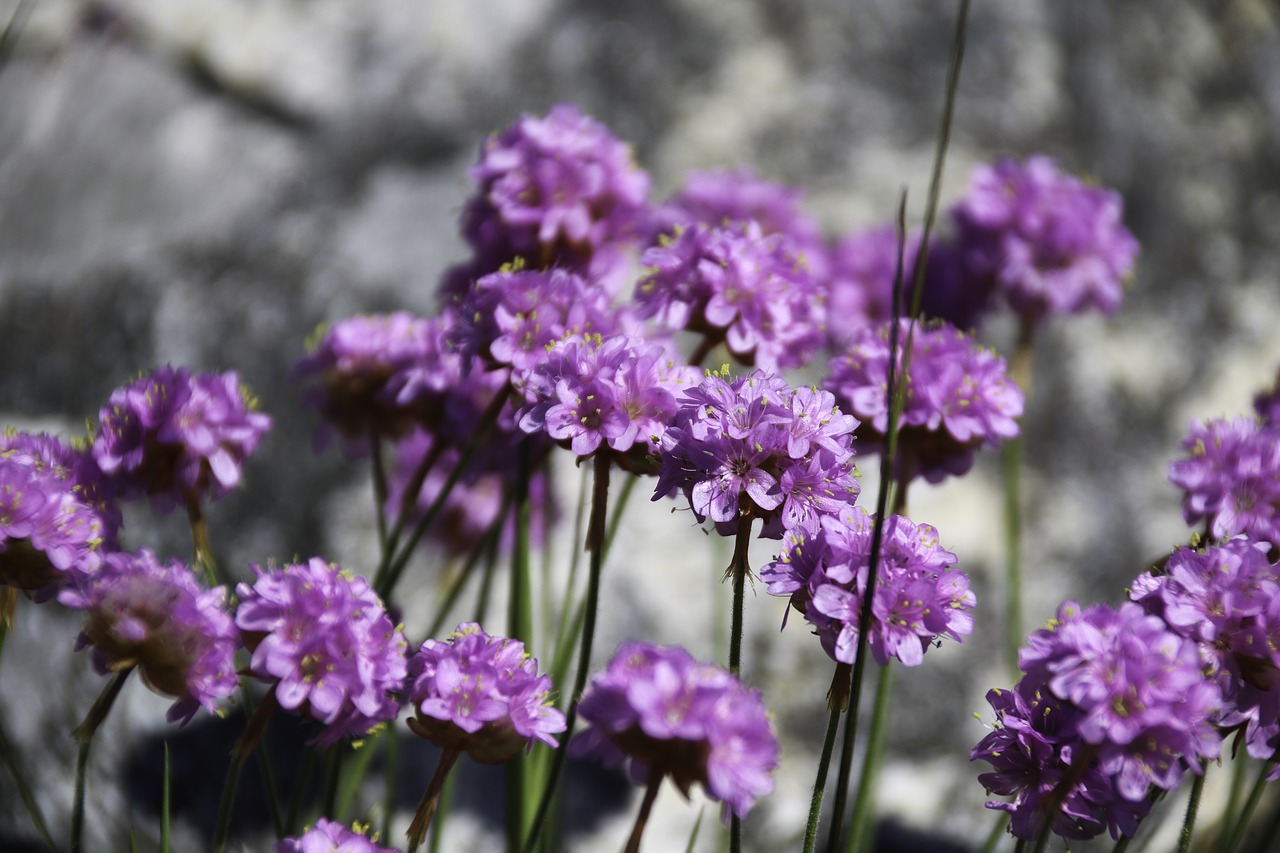 Strandnellik,  Gėlė,  Iš Pobūdį,  Makro,  Vasara,  Violetinė,  Žydi,  Kalnų Gėlė,  Gėlės,  Papludimys