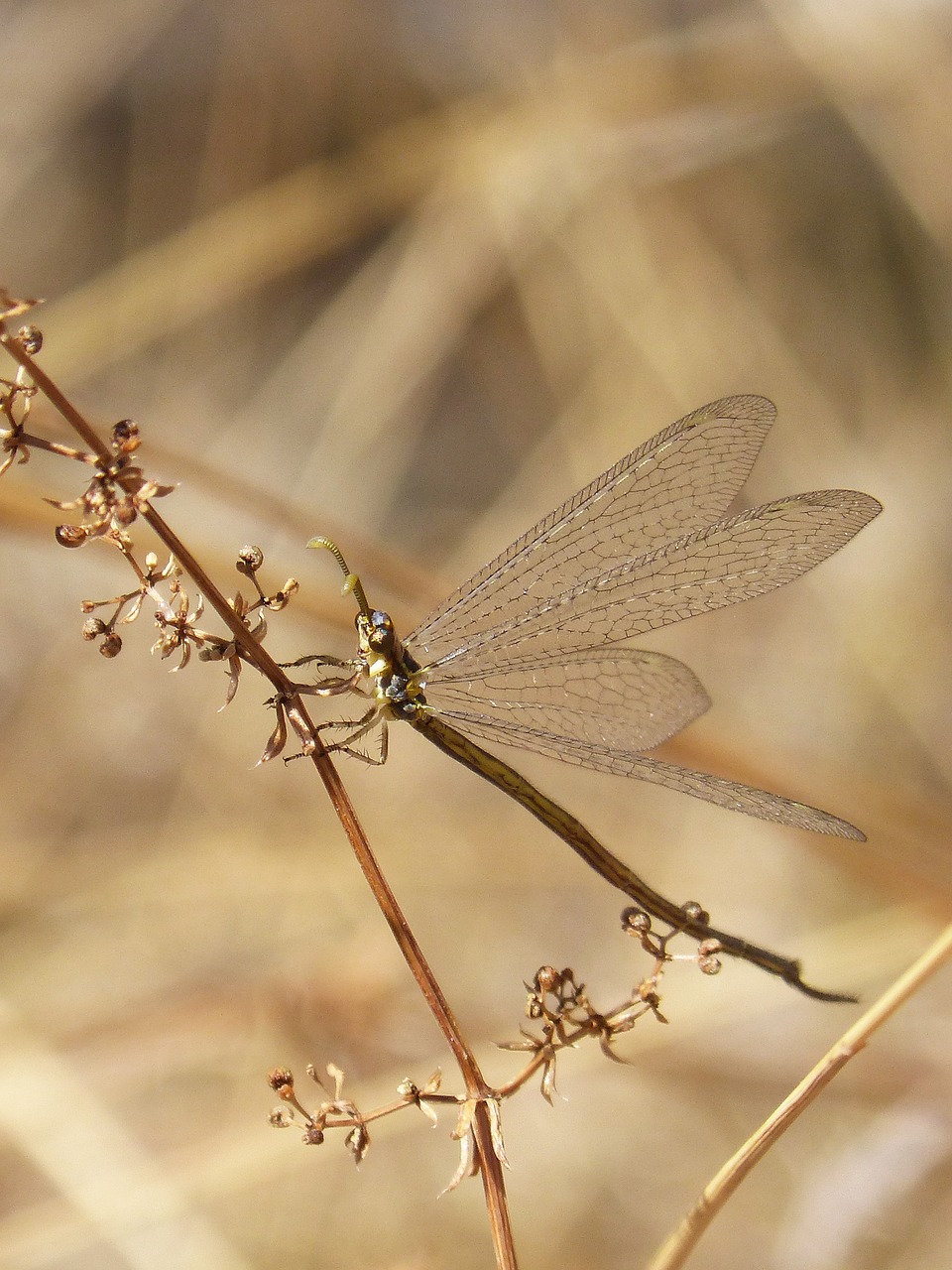 Keistas Vabzdys, Sparnuotas Vabzdys, Grožis, Išsamiai, Skaidrūs Sparneliai, Nemokamos Nuotraukos,  Nemokama Licenzija