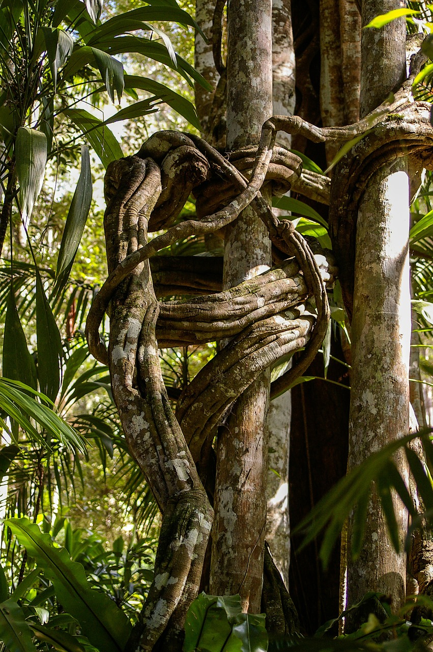 Keista Figūra, Džiunglės, Medžiai, Miškas, Susukti, Šaknys, Bagažinė, Queensland, Australia, Nemokamos Nuotraukos