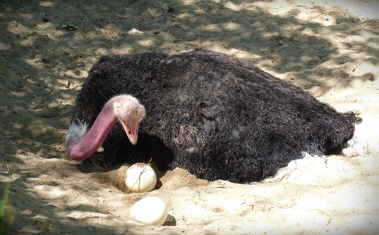 Strausas, Stručių Kiaušinis, Veislė, Paukštis, Gamta, Lizdas, Kiaušinis, Stručių Kiaušiniai, Nemokamos Nuotraukos,  Nemokama Licenzija