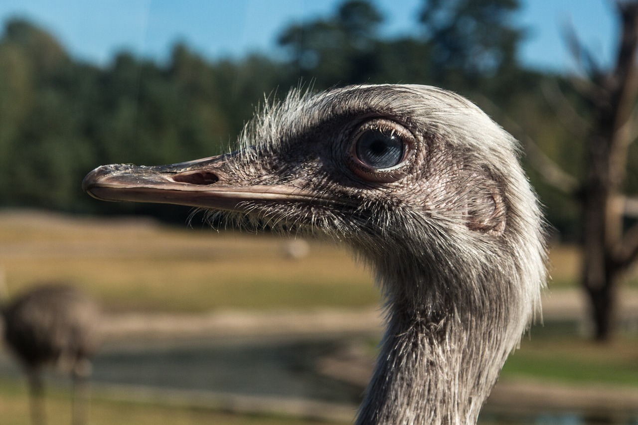 Strausas, Paukštis, Laukinės Gamtos Fotografija, Gyvūnas, Sąskaitą, Neskraidantis Paukštis, Strutis, Galva, Portretas, Uždaryti