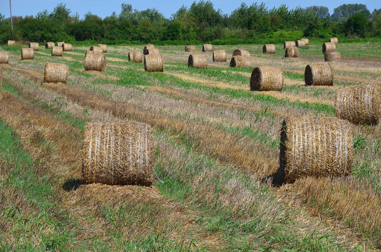 Šiaudai, Rutuliai, Žemdirbystė, Šieno Ryšulių, Šienas, Šiaudų Šiaudų Kaušeliai, Pieva Laukas, Nemokamos Nuotraukos,  Nemokama Licenzija