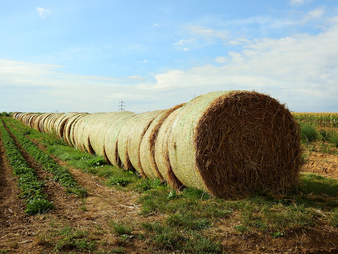 Šiaudai, Laukas, Žemdirbystė, Šiaudai, Rutuliai, Kraštovaizdis, Šieno Ryšulius, Gamta, Ritinys, Maistas