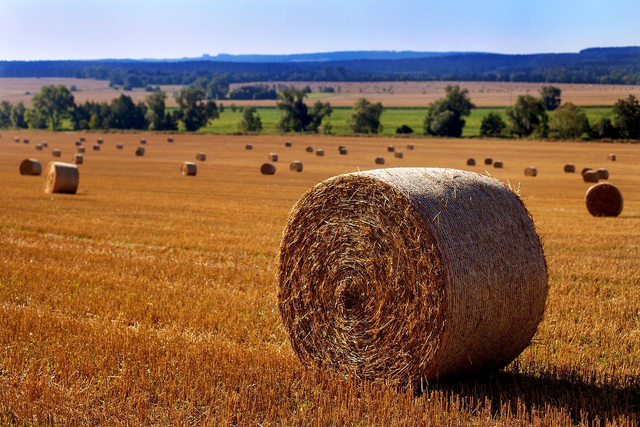 Šiaudai, Šiaudai, Laukas, Herbstfeld, Derlius, Šiaudų Vaidmuo, Kiškis, Šiaudų Dėžė, Gamta, Žemdirbystė