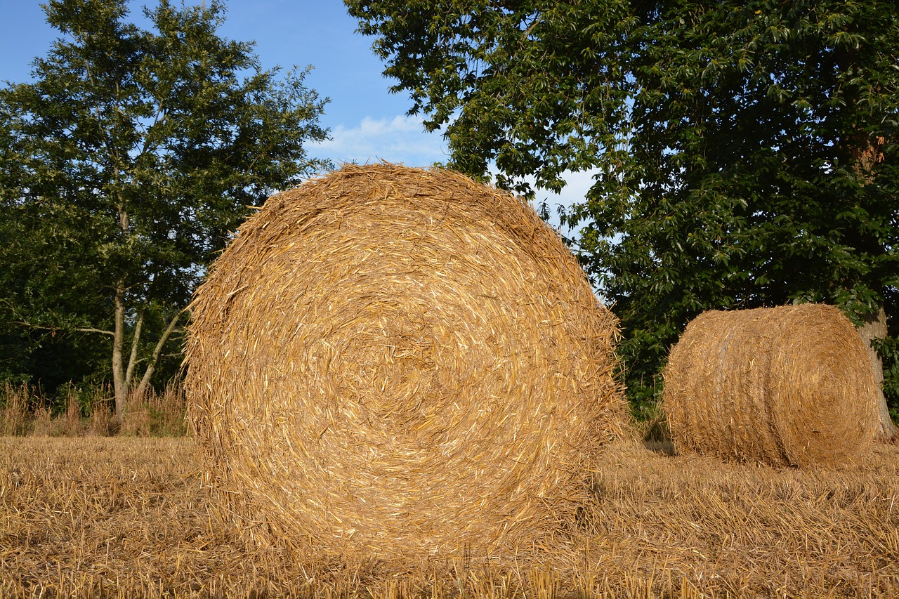 Šiaudai, Gervuogių Šiaudai, Pre, Gamta, Laukas, Nemokamos Nuotraukos,  Nemokama Licenzija