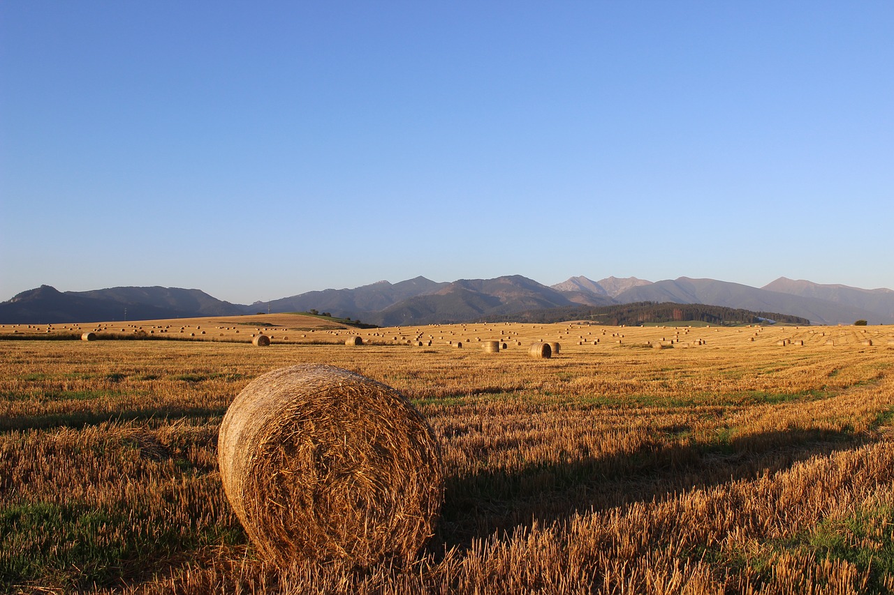 Šiaudai, Ssas Šiaudai, Laukas, Žemdirbystė, Slovakija, Šienas, Nemokamos Nuotraukos,  Nemokama Licenzija