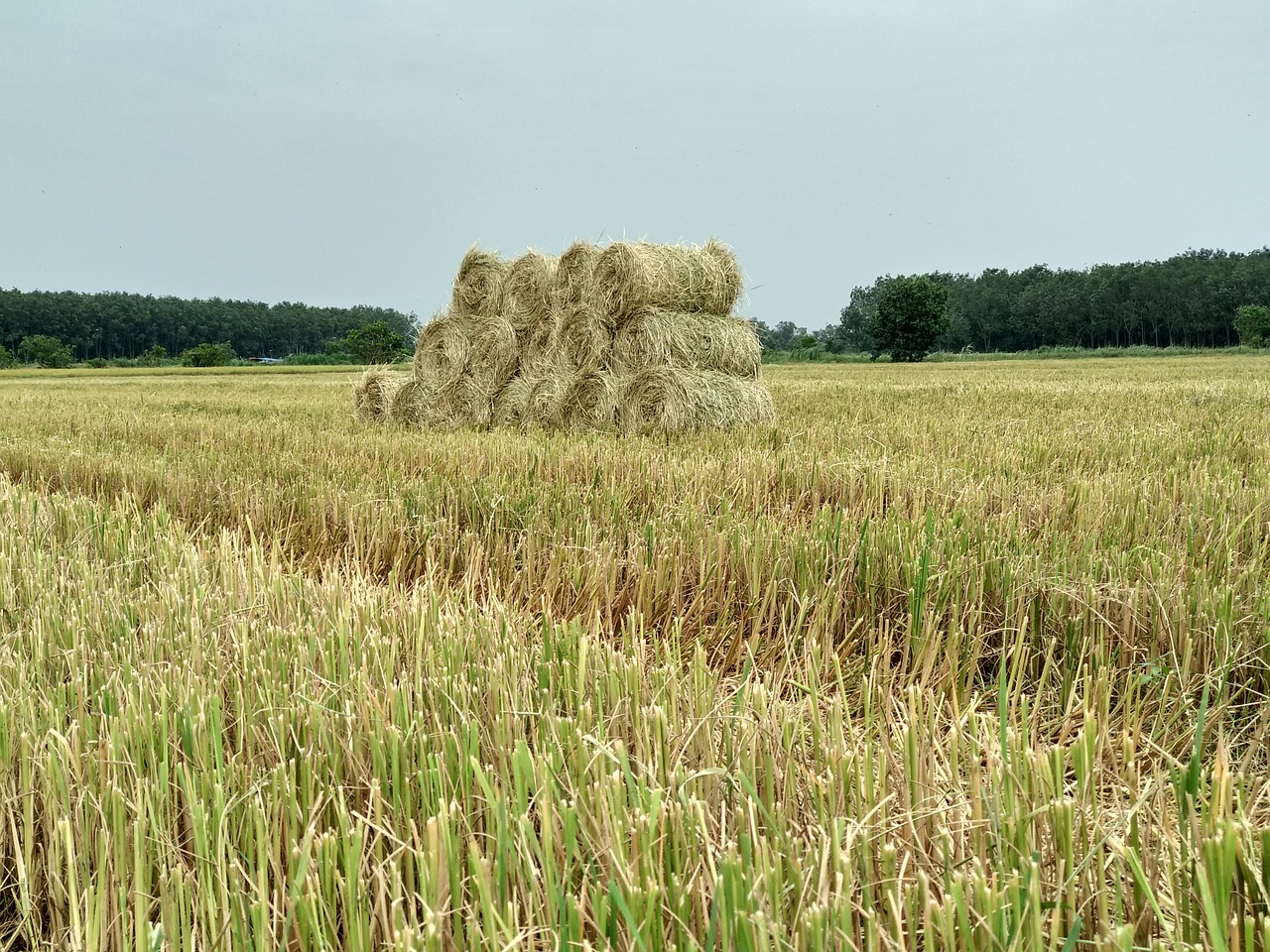 Šiaudai, Sausa Žolė, Šilkas, Laukas, Derlius, Žemdirbystė, Pasėlių, Nemokamos Nuotraukos,  Nemokama Licenzija