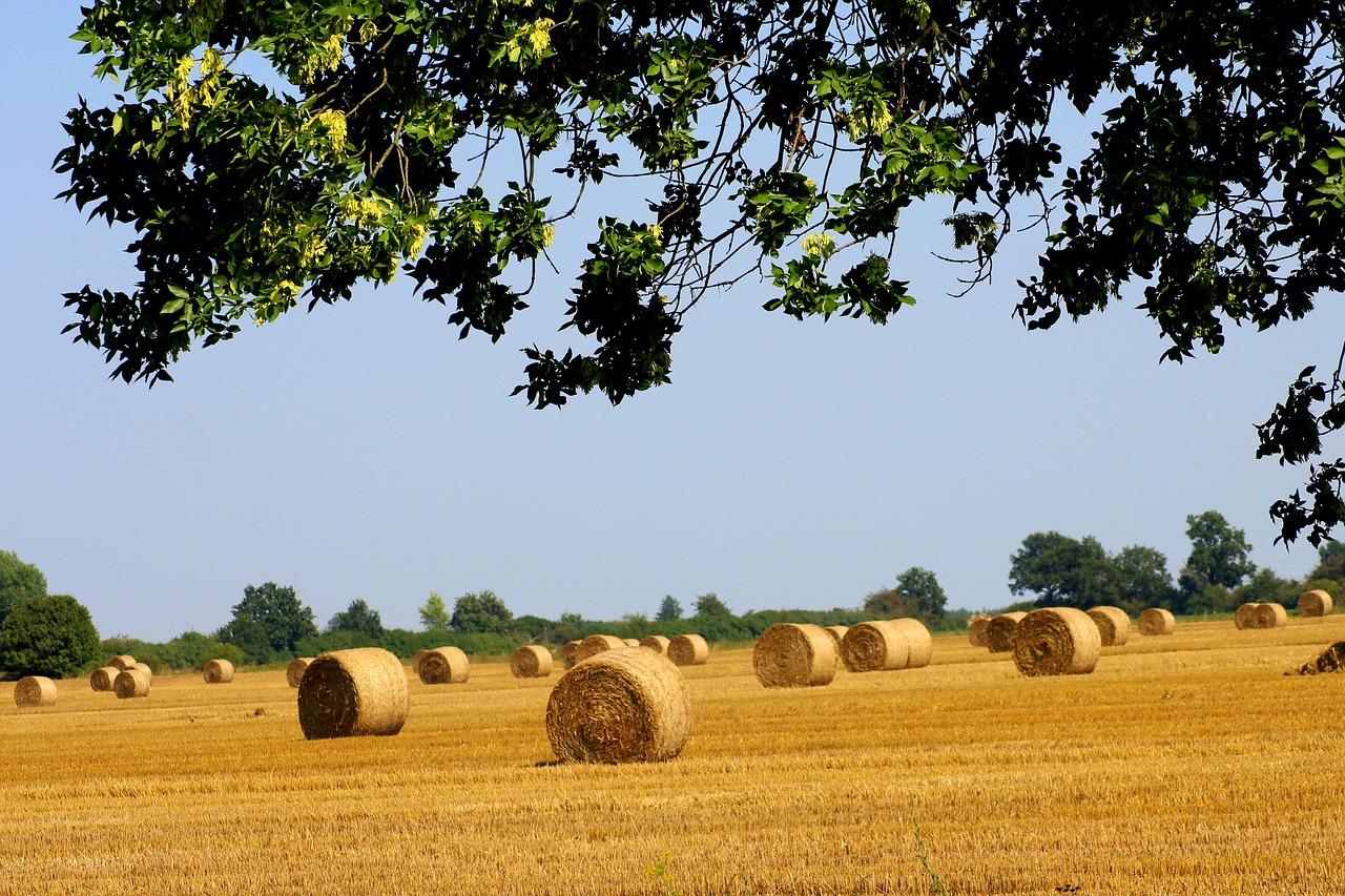 Šiaudų,  Šiaudų Ryšulius,  Laukas,  Kraštovaizdis,  Derlius,  Žemdirbystė,  Vasara,  Ražienos,  Grūdai, Nemokamos Nuotraukos