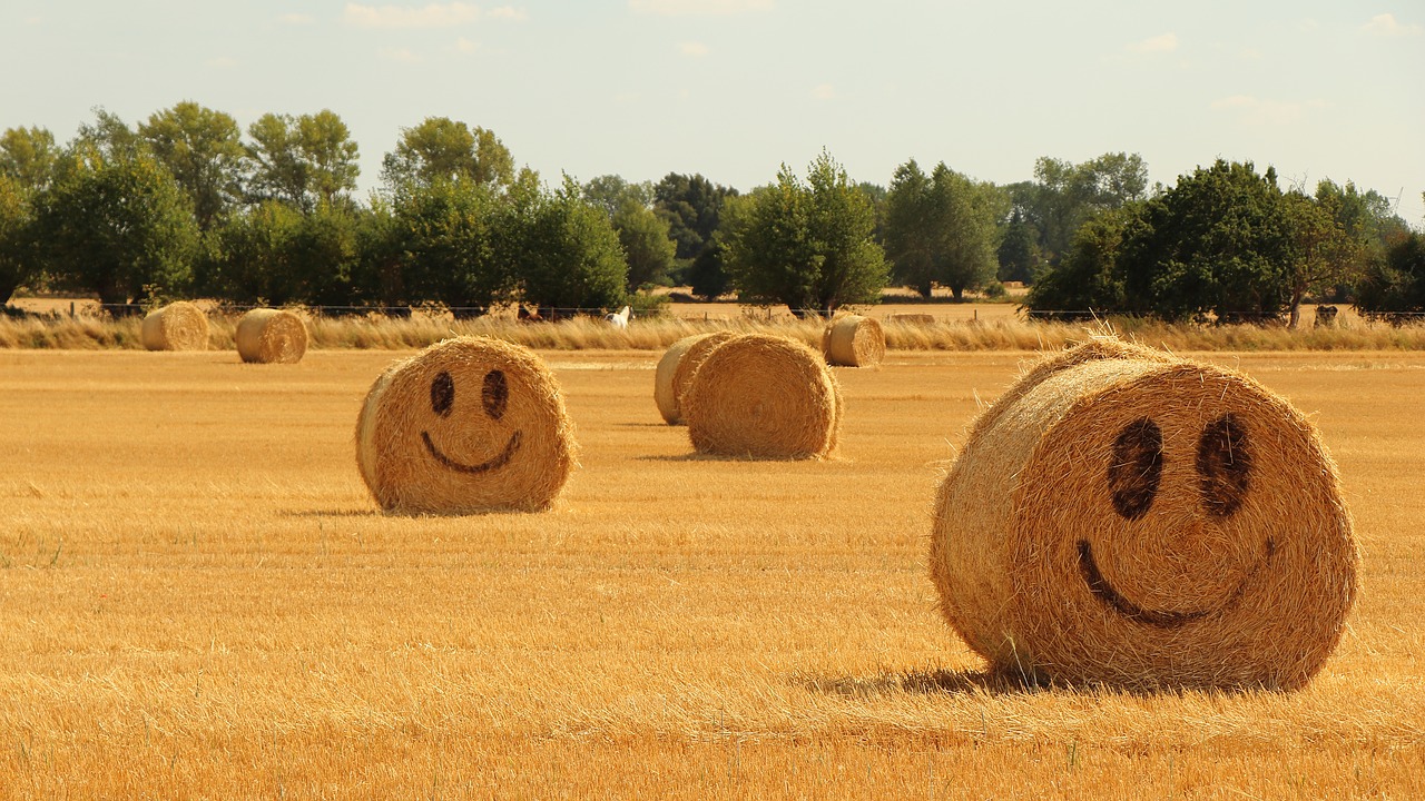 Šiaudų,  Halmballe,  Žemdirbystė,  Derlius,  Vasara,  Laimingas,  Smiley,  Geltona,  Strohballen,  Nuotaika