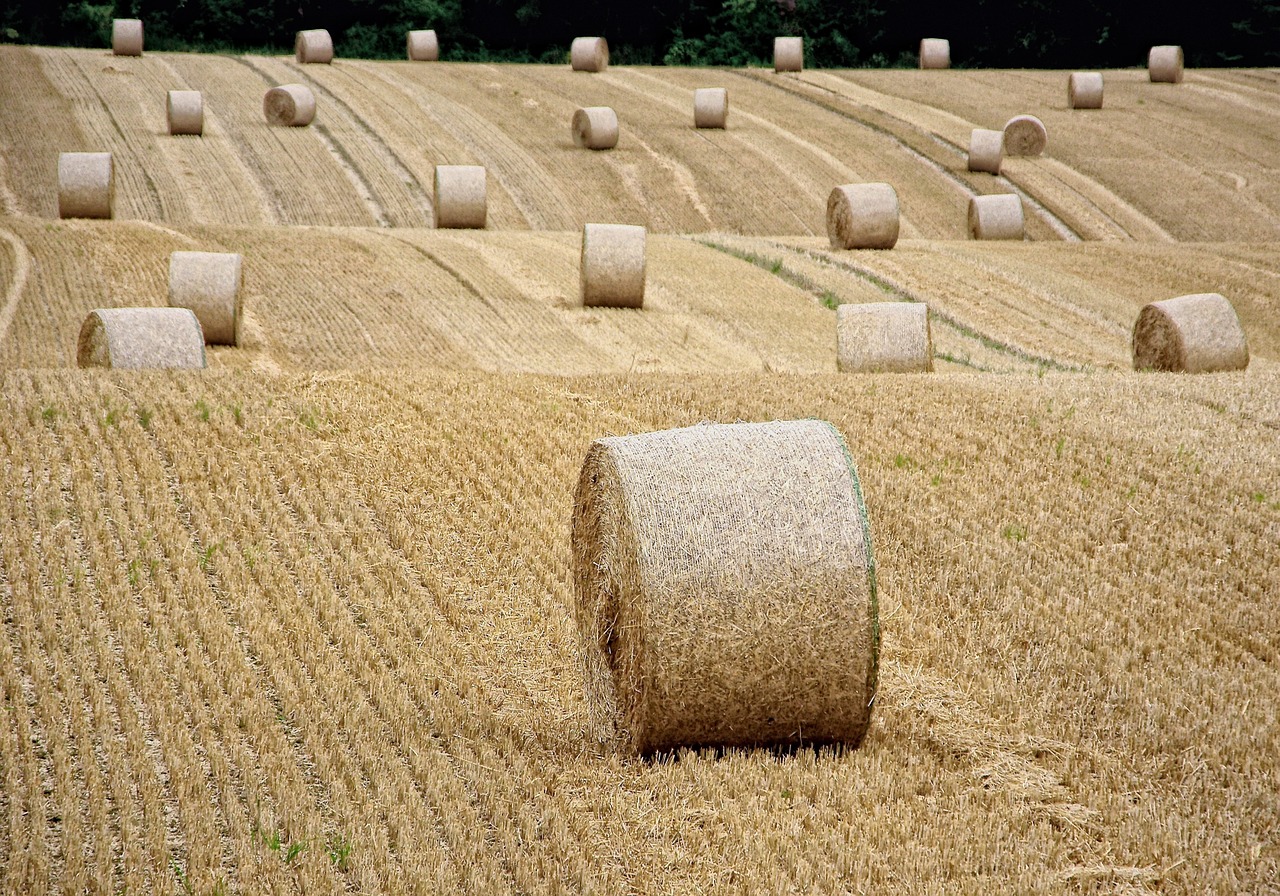 Šiaudai, Šiaudai, Rutuliai, Derlius, Ruduo, Šiaudų Vaidmuo, Kiškis, Derlius, Laukas, Nemokamos Nuotraukos