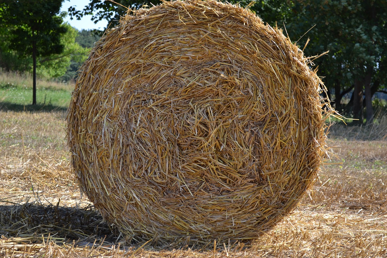 Šiaudai, Šiaudai, Rutuliai, Laukas, Žemdirbystė, Derlius, Kiškis, Nemokamos Nuotraukos,  Nemokama Licenzija