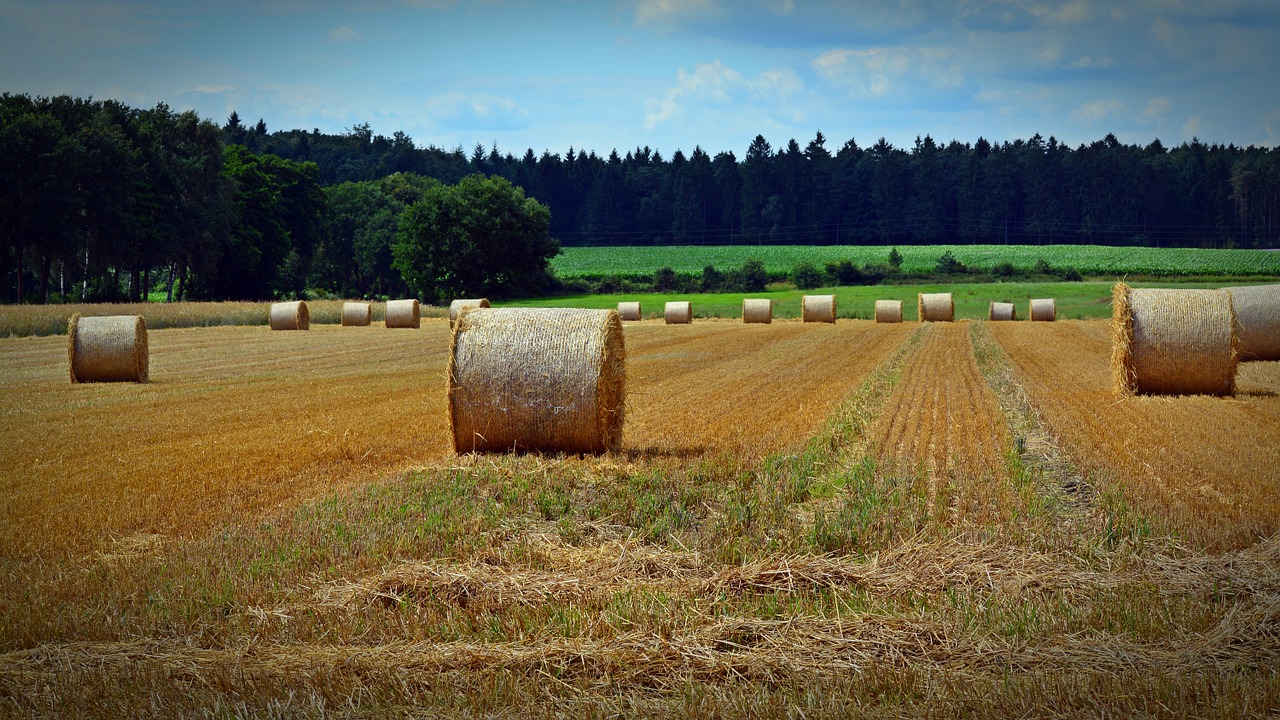 Šiaudai, Derlius, Šiaudai, Žemdirbystė, Rutuliai, Šiaudų Vaidmuo, Grūdai, Derlius, Auksinis, Nemokamos Nuotraukos