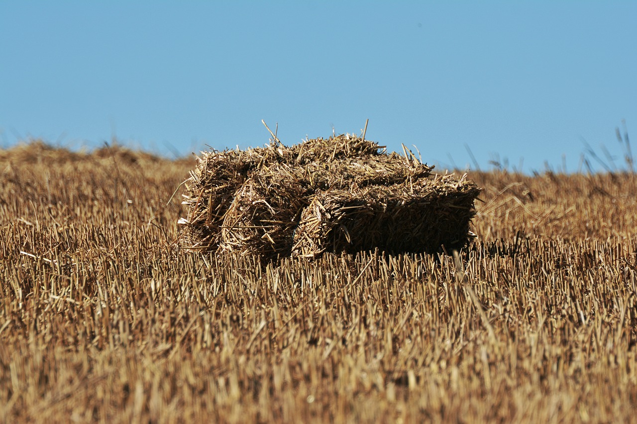 Šiaudai, Šiaudai, Kiškis, Laukas, Žemdirbystė, Dangus, Šiaudų Dėžė, Sausas, Derlius, Grūdai