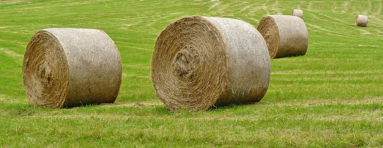 Šiaudai, Derlius, Laukas, Šienas, Žemdirbystė, Pieva, Naminių Gyvūnėlių Maistas, Roll, Džiovintos Žolės, Šieno Ryšulius