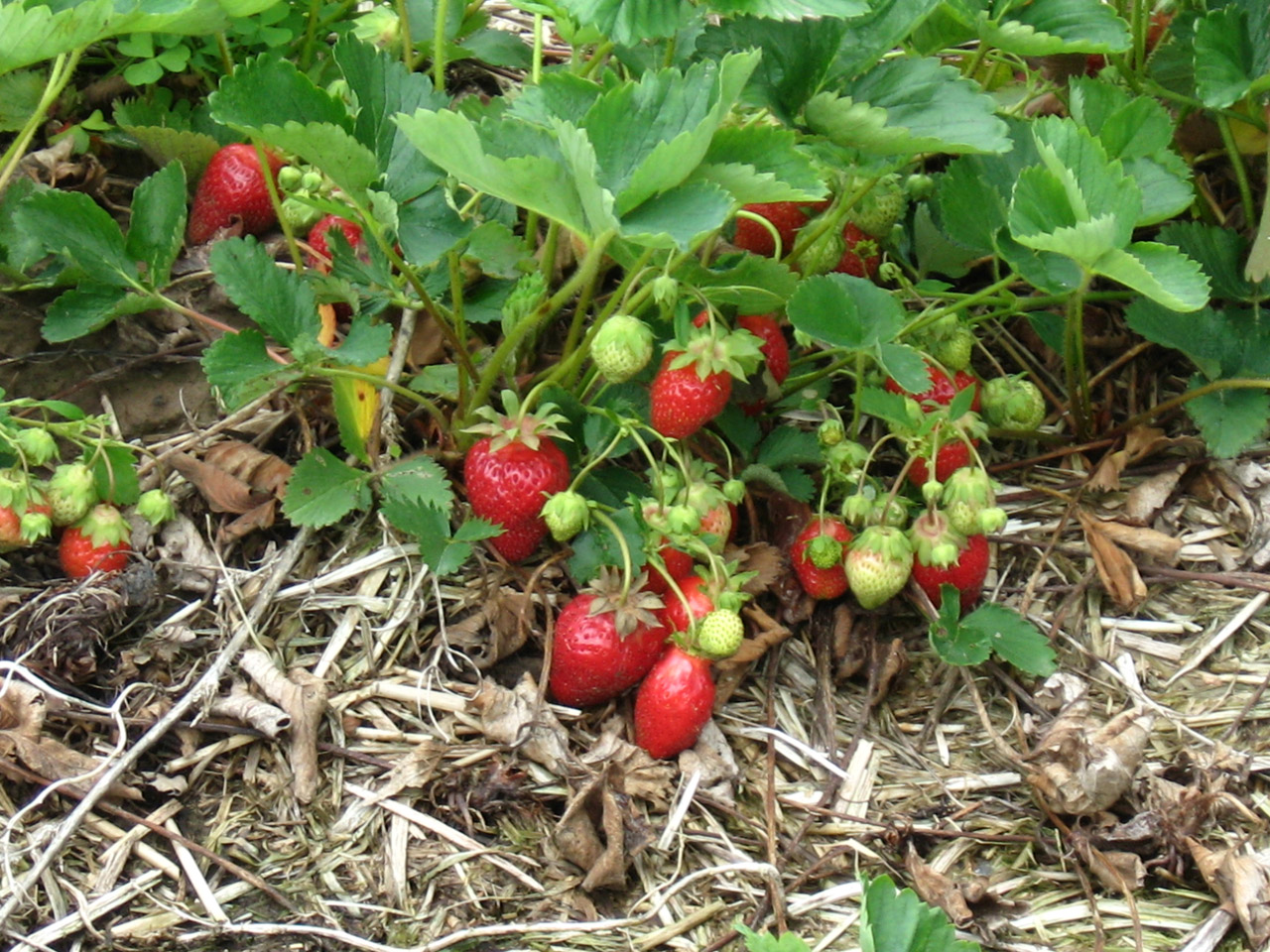 Braškės,  Vaisiai,  Derlius,  Skinti,  Pavasaris,  Vasara,  Sezonai,  Ekologiškas,  Ūkininkavimas,  Maistas