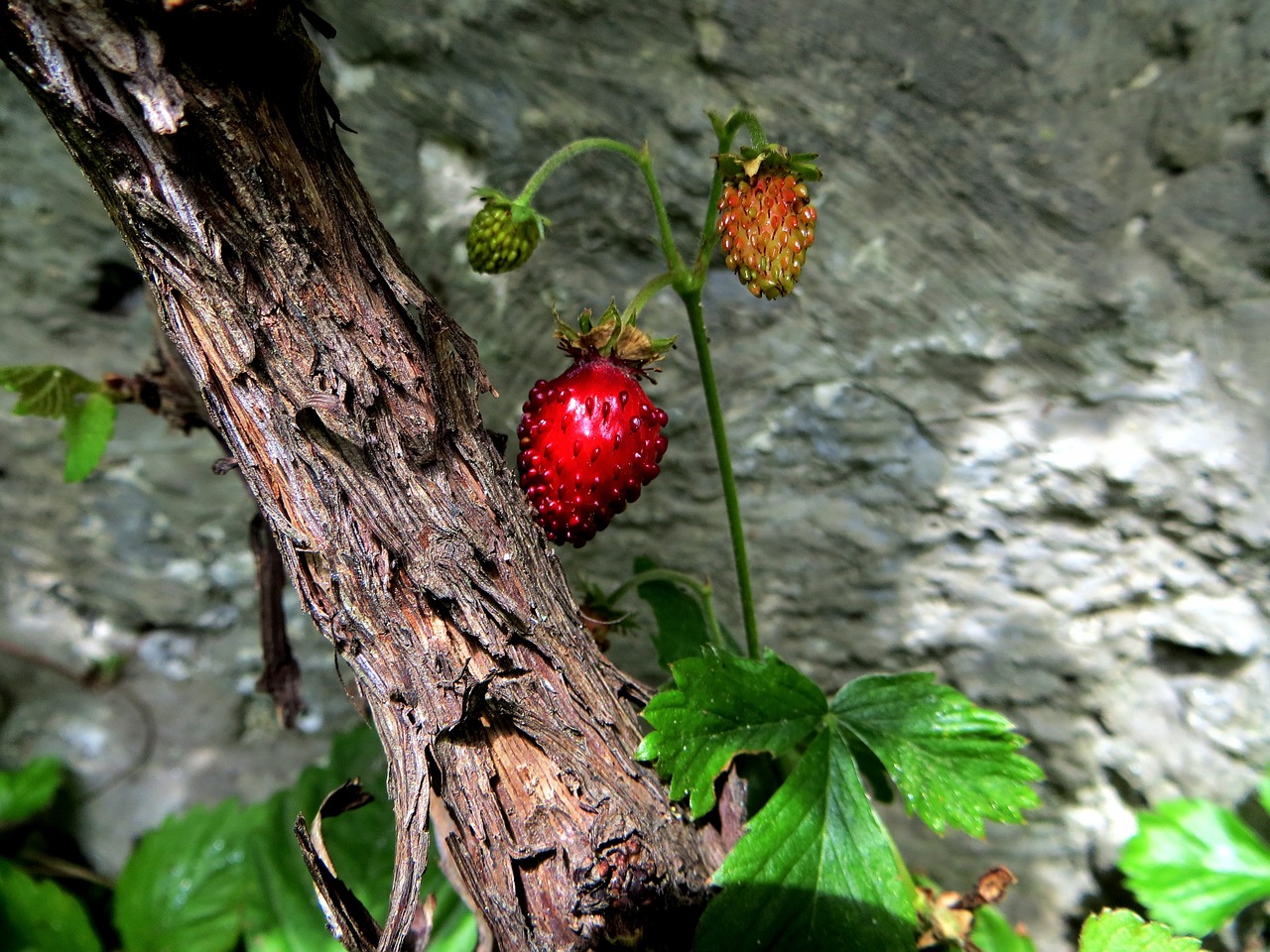 Braškės, Augalas, Medaus Braškių, Laukinis Augalas, Uogos, Vaisiai, Wallflower, Vienišas, Palikti, Paslėpta