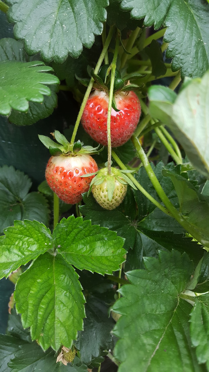 Braškės, Kabantis Augalas, Augalas, Sodas, Nemokamos Nuotraukos,  Nemokama Licenzija