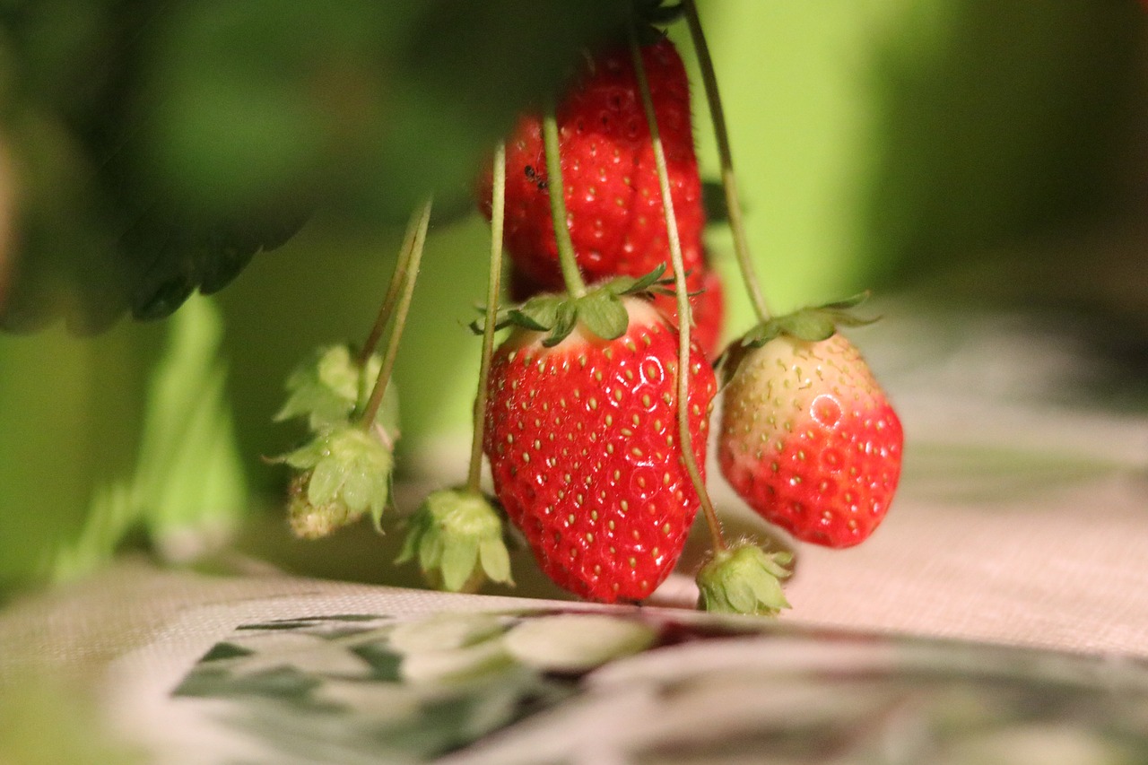 Braškės, Makro, Uždaryti, Vaisiai, Saldus, Maistas, Vaisiai, Vitaminai, Augalas, Gamta