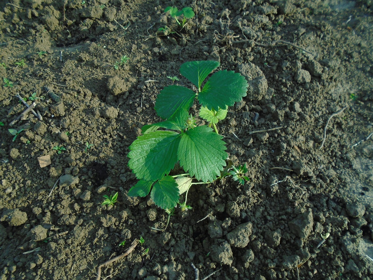 Braškės, Sodinukai, Vaisiai, Augalas, Žalias, Vasara, Sodas, Lapija, Gamta, Nemokamos Nuotraukos