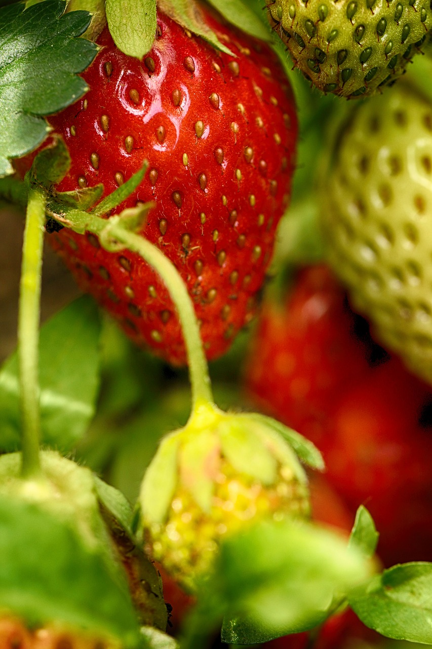 Braškių,  Pobūdį,  Braškės,  Vaisių,  Maistas, Nemokamos Nuotraukos,  Nemokama Licenzija