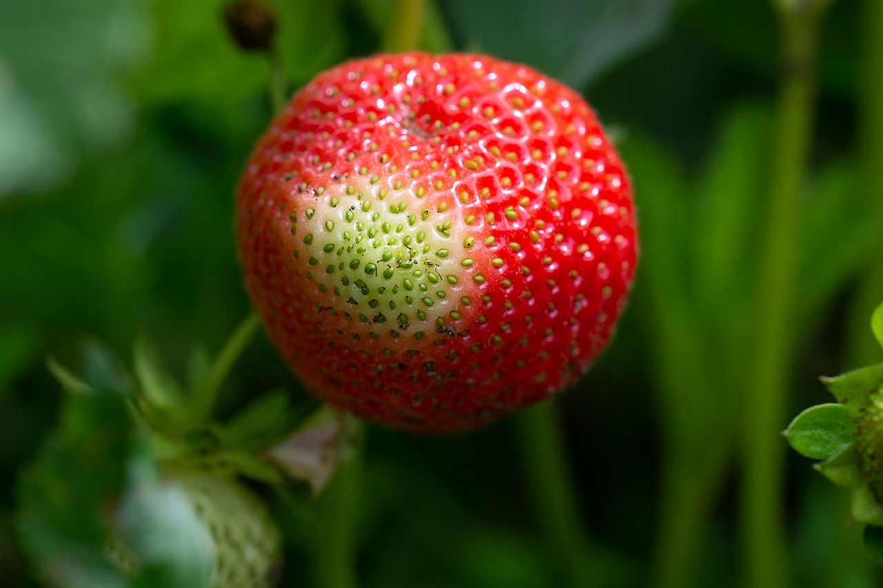 Braškių,  Brandinimo Procesą,  Sodas,  Sode,  Vaisių,  Daržovių Sodas,  Iš Arti,  Maisto,  Augalų,  Uogos