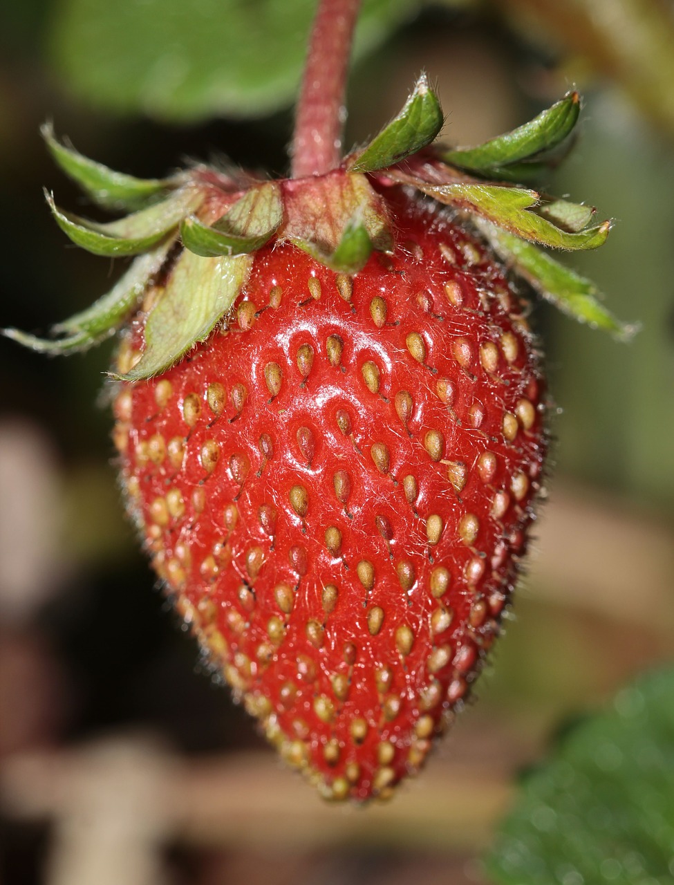 Braškės, Fragaria, Maistas, Sodo Braškių, Saldus, Skanus, Vaisiai, Raudona, Vaisių, Uogos