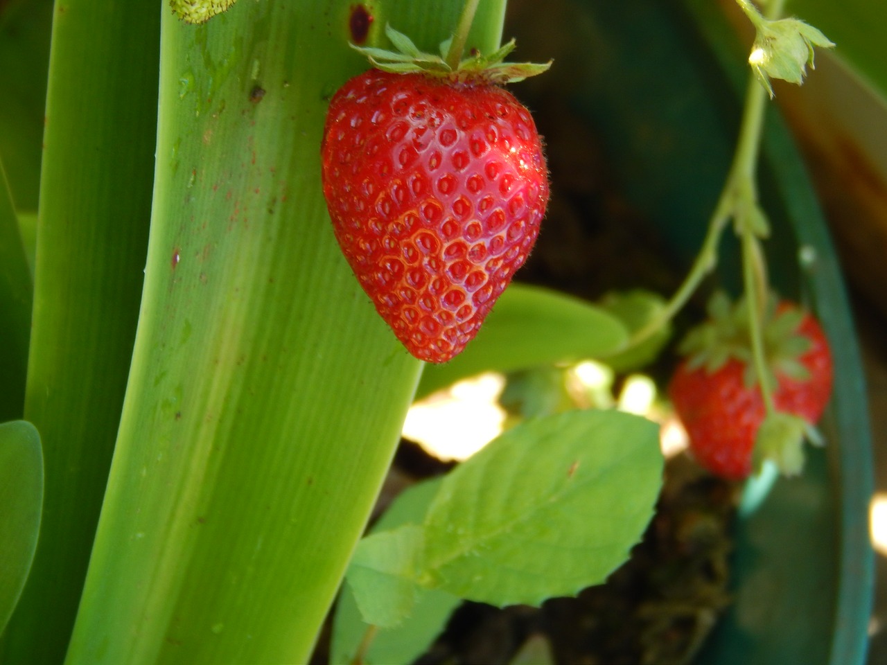 Braškės, Huerta, Sodas, Vaisiai, Gamta, Augalai, Nemokamos Nuotraukos,  Nemokama Licenzija