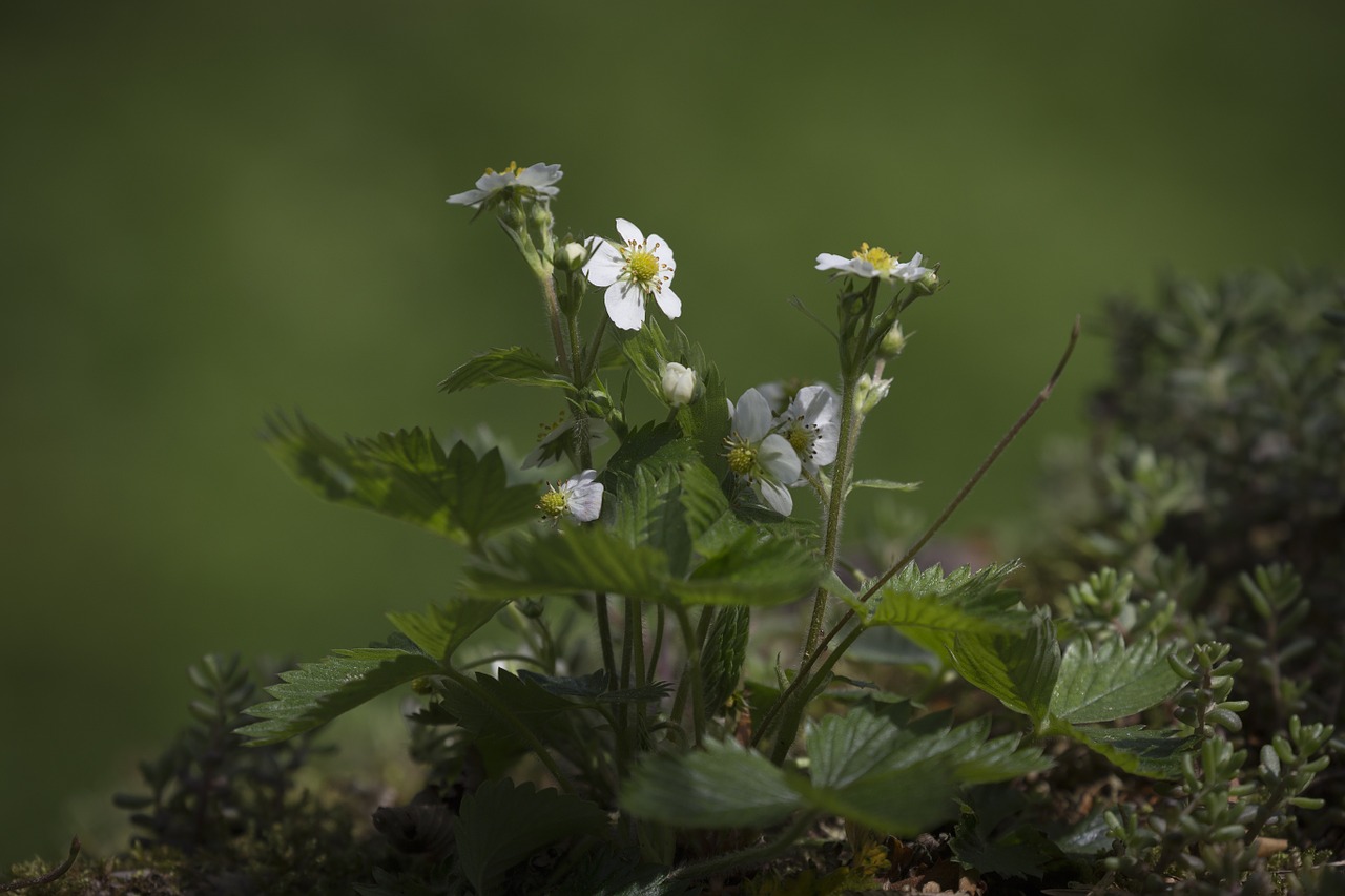 Braškės, Braškių Gėlė, Braškių Augalas, Vaisiai, Gėlės, Makro, Uždaryti, Nemokamos Nuotraukos,  Nemokama Licenzija