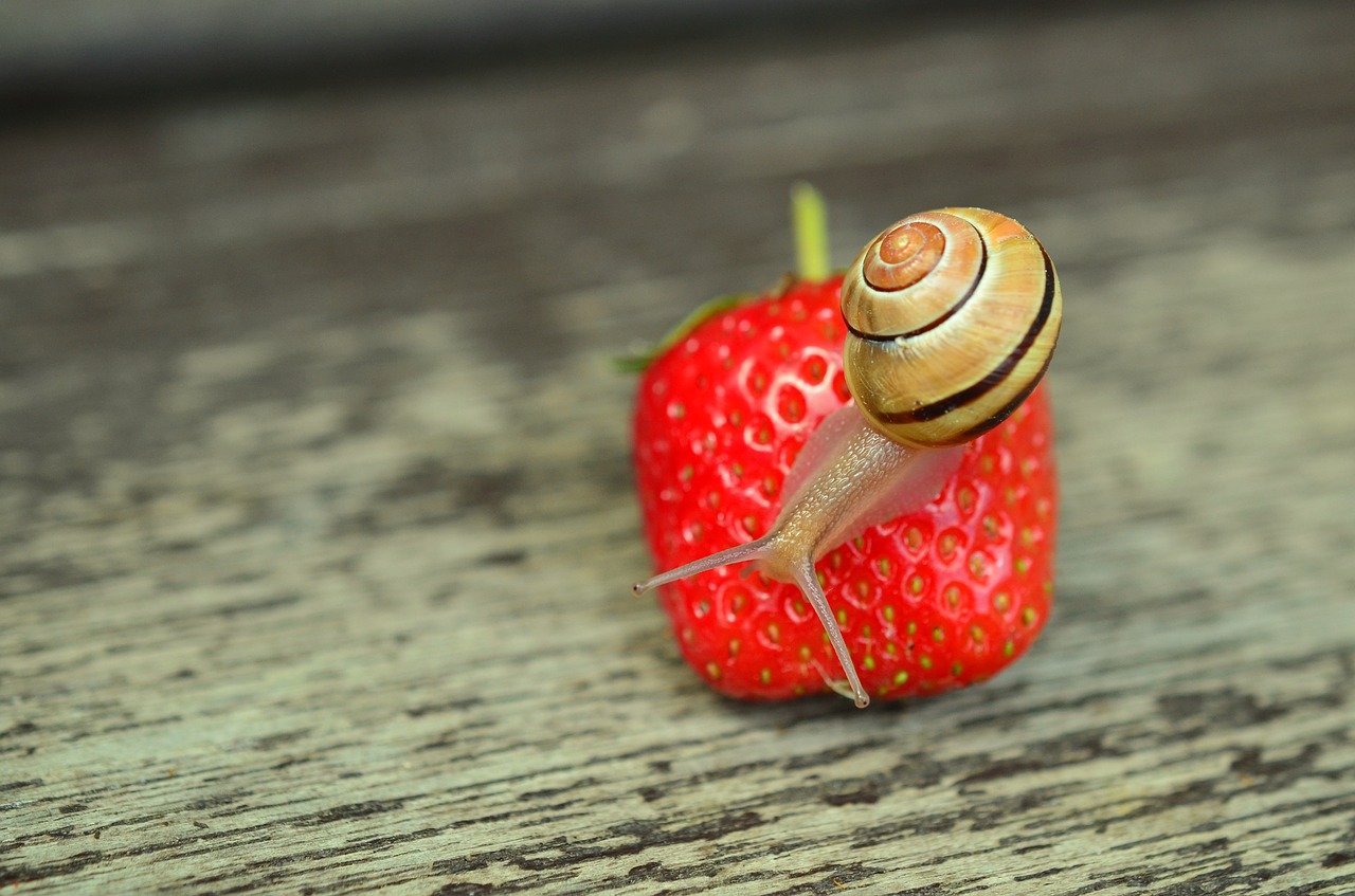 Braškės, Sraigė, Juostos Širdys, Sodas, Lukštas, Sraigės Apvalkalas, Mollusk, Gyvūnas, Lėtai, Uždaryti